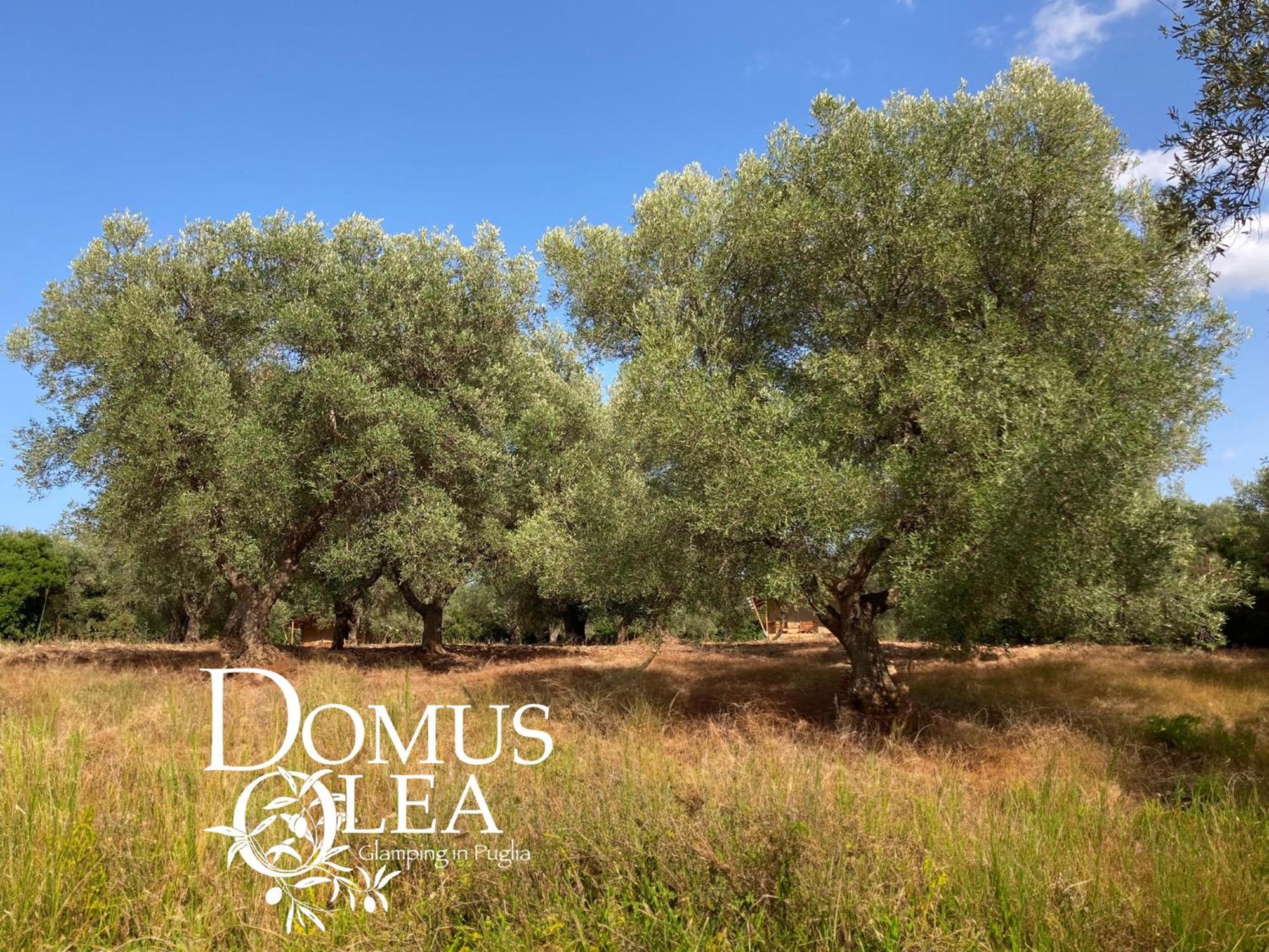 Domus Olea Glamping Ξενοδοχείο Ceglie Messapica Εξωτερικό φωτογραφία